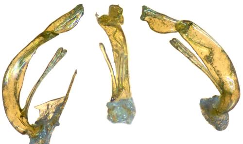 Réf. 301 203 : Ochthebius dilatatus